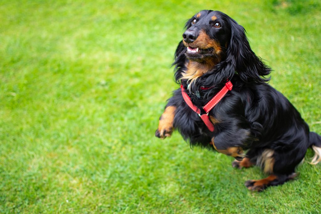 オンライン ドッグダンスコース ドッグトレーニングスクール 犬のがっこう Eco Le