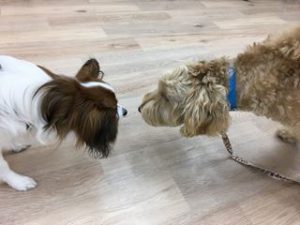 体力発散トリック ほふく前進 ドッグトレーニングスクール 犬のがっこう Eco Le